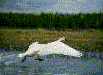 flyingswan.gif (4551 bytes)