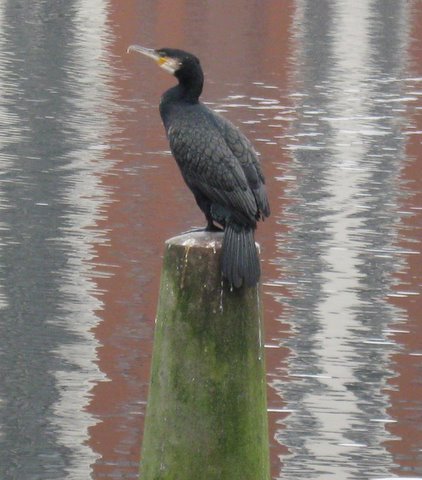A Cormorant at Cardiff Bay