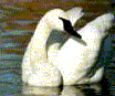 leftlookrightswan.gif (5430 bytes)