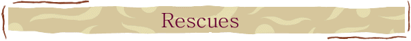 Swan Rescue South Wales - About Us