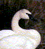 swan.gif (5053 bytes)
