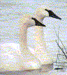 twoswans.gif (5553 bytes)